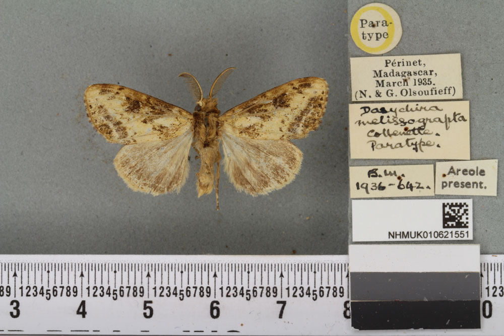 /filer/webapps/moths/media/images/M/melissograpta_Dasychira_PTM_BMNHa.jpg