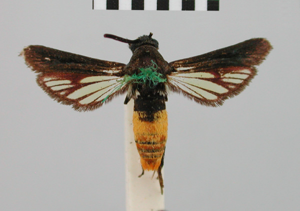 /filer/webapps/moths/media/images/M/melitosoma_Isocylindra_HT_BMNH.jpg