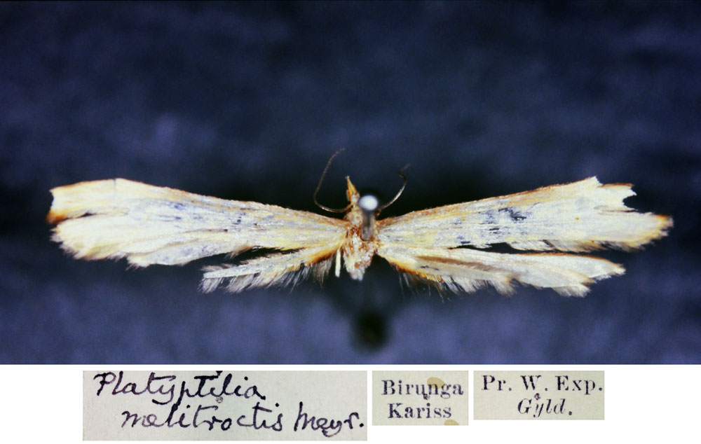 /filer/webapps/moths/media/images/M/melitroctis_Platyptilia_HT_BMNH.jpg