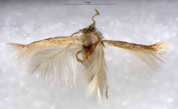 /filer/webapps/moths/media/images/M/melliferae_Acalyptris_PTM_RMNH.jpg