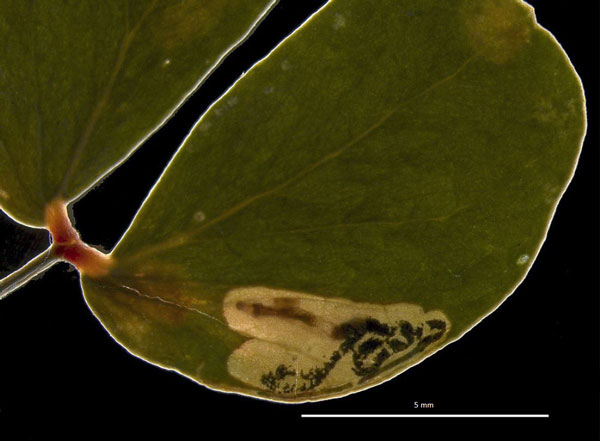 /filer/webapps/moths/media/images/M/melliferae_Acalyptris_mine_RMNH.jpg