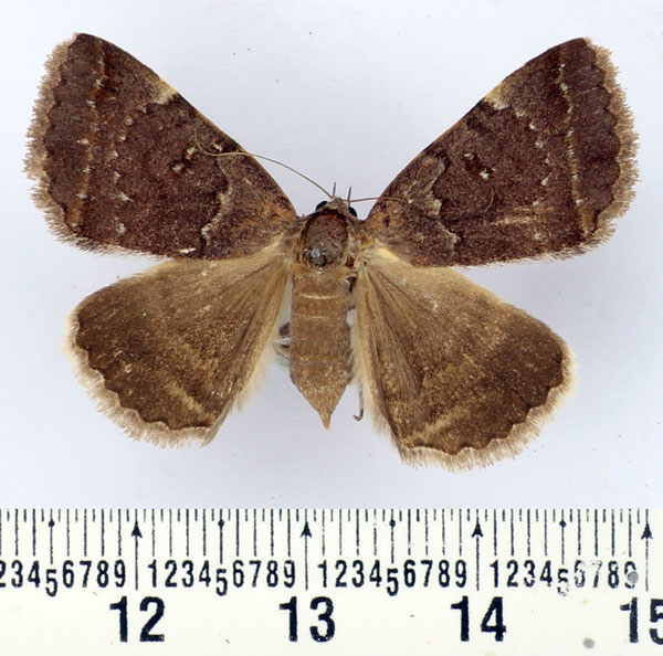 /filer/webapps/moths/media/images/M/melliflua_Plecopterodes_AF_BMNH.jpg