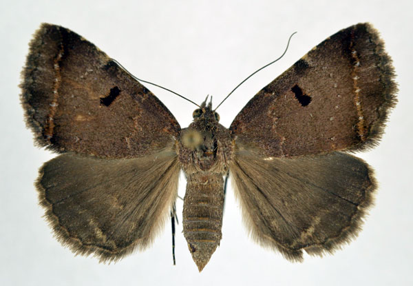 /filer/webapps/moths/media/images/M/melliflua_Plecopterodes_AF_NHMO.jpg