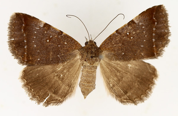 /filer/webapps/moths/media/images/M/melliflua_Plecopterodes_AF_TMSA_01.jpg