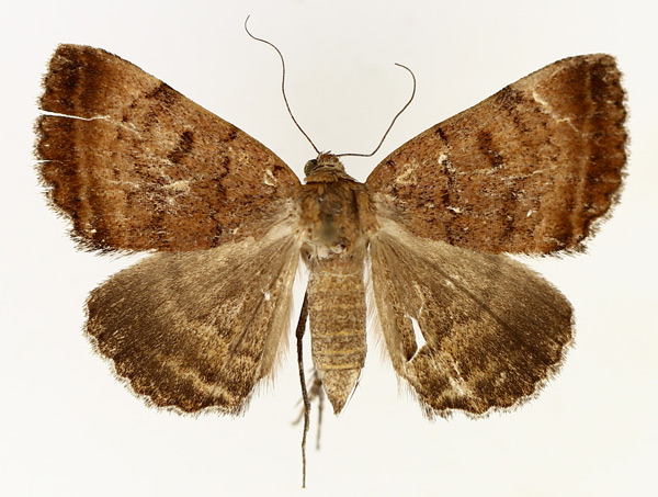 /filer/webapps/moths/media/images/M/melliflua_Plecopterodes_AF_TMSA_02.jpg