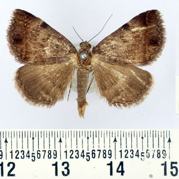 /filer/webapps/moths/media/images/M/melliflua_Plecopterodes_AM_BMNH.jpg