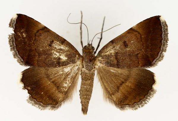 /filer/webapps/moths/media/images/M/melliflua_Plecopterodes_AM_TMSA_01.jpg