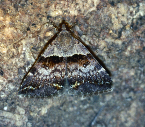 /filer/webapps/moths/media/images/M/melliflua_Plecopterodes_A_Roland_01.jpg