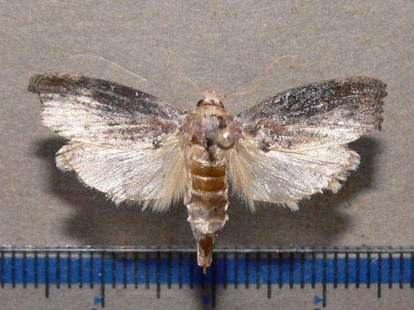 /filer/webapps/moths/media/images/M/mellonella_Galleria_A_Goff_01.jpg