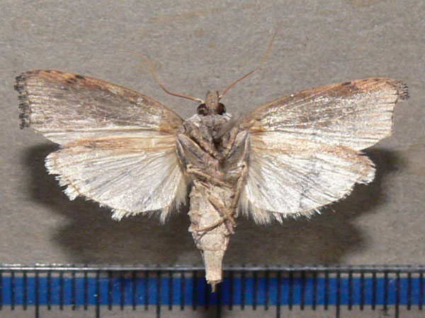 /filer/webapps/moths/media/images/M/mellonella_Galleria_A_Goff_02.jpg