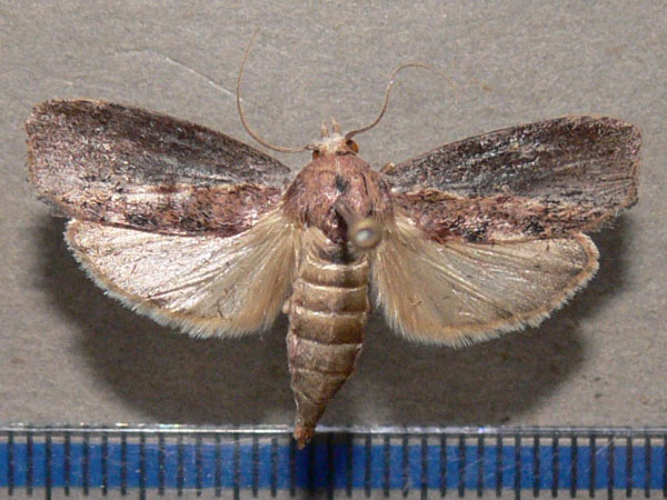 /filer/webapps/moths/media/images/M/mellonella_Galleria_A_Goff_03.jpg