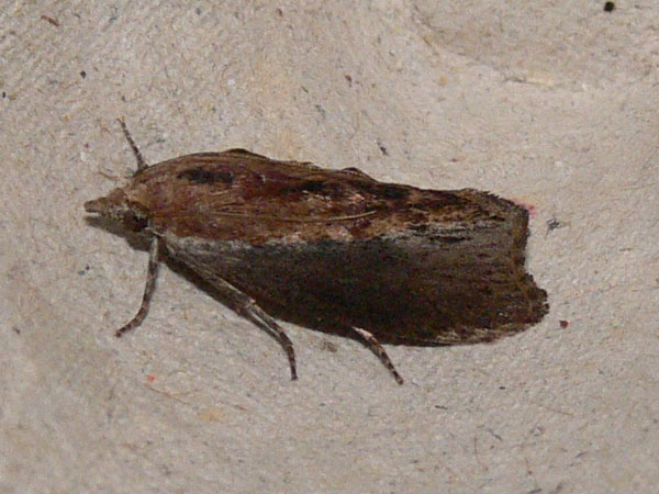 /filer/webapps/moths/media/images/M/mellonella_Galleria_A_Goff_04.jpg