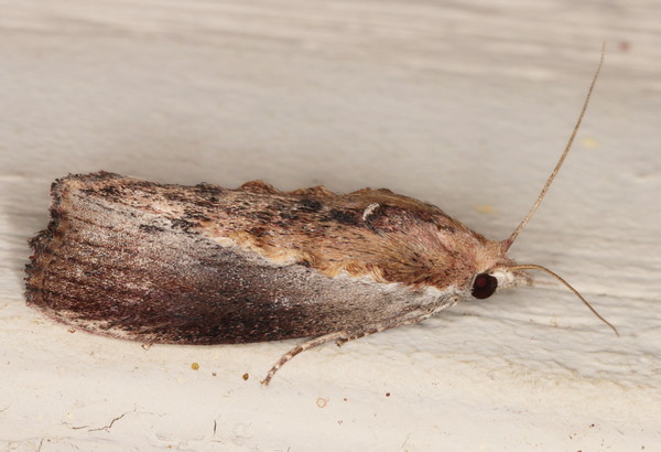 /filer/webapps/moths/media/images/M/mellonella_Galleria_A_Heyns_01.jpg