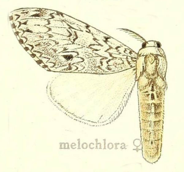 /filer/webapps/moths/media/images/M/melochlora_Dasychira_STF_Hering_24f.jpg