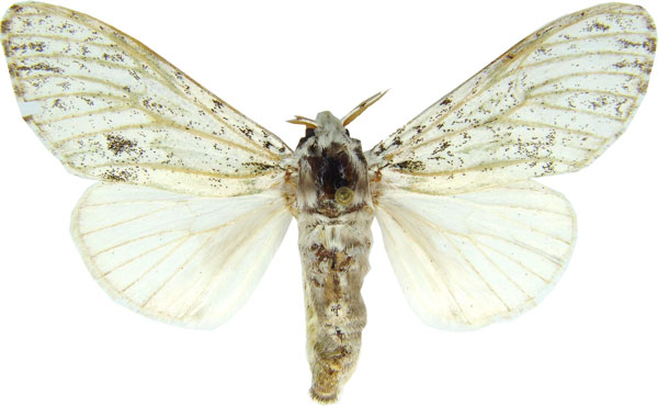 /filer/webapps/moths/media/images/M/melochlora_Griveaudyria_AF_MCJM.jpg