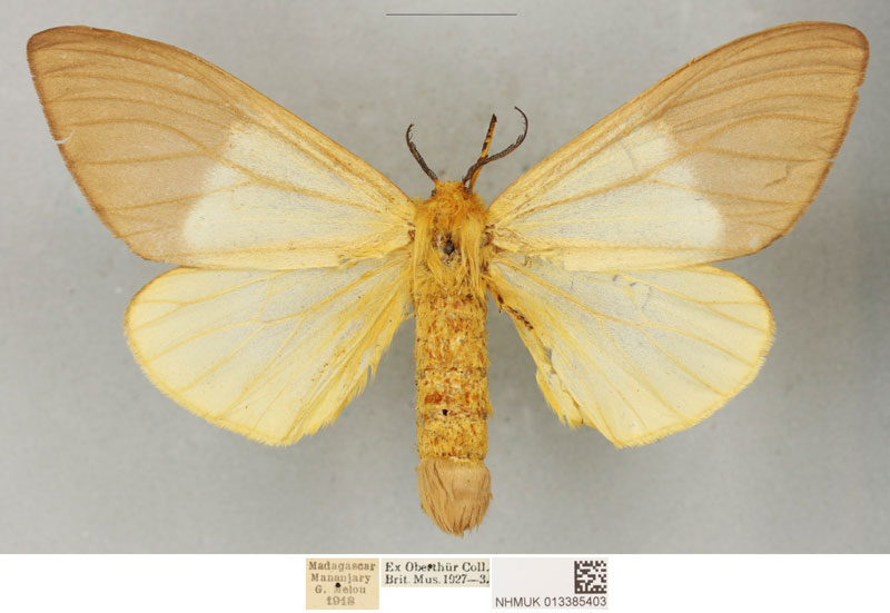 /filer/webapps/moths/media/images/M/meloui_Coenostegia_PLTF_BMNH_01.jpg