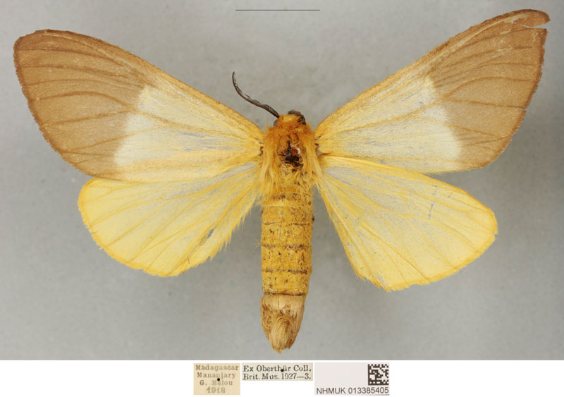 /filer/webapps/moths/media/images/M/meloui_Coenostegia_PLTF_BMNH_02.jpg