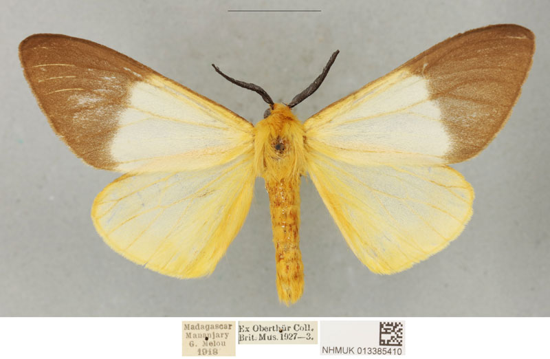/filer/webapps/moths/media/images/M/meloui_Coenostegia_PLTM_BMNH_02.jpg