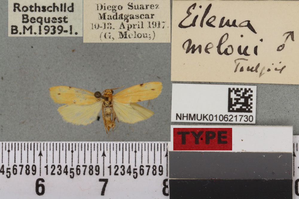 /filer/webapps/moths/media/images/M/meloui_Eilema_HT_BMNHa.jpg