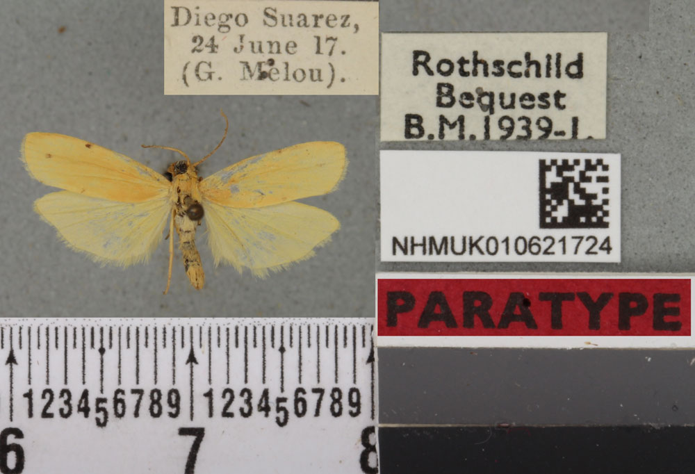/filer/webapps/moths/media/images/M/meloui_Eilema_PTM_BMNH_01a.jpg