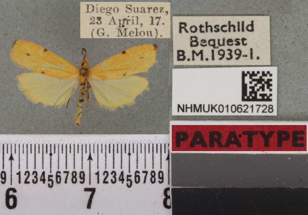 /filer/webapps/moths/media/images/M/meloui_Eilema_PTM_BMNH_02a.jpg