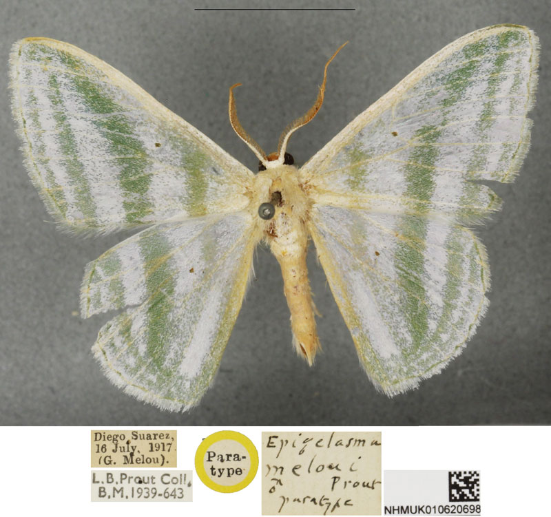 /filer/webapps/moths/media/images/M/meloui_Epigelasma_STM_BMNH.jpg