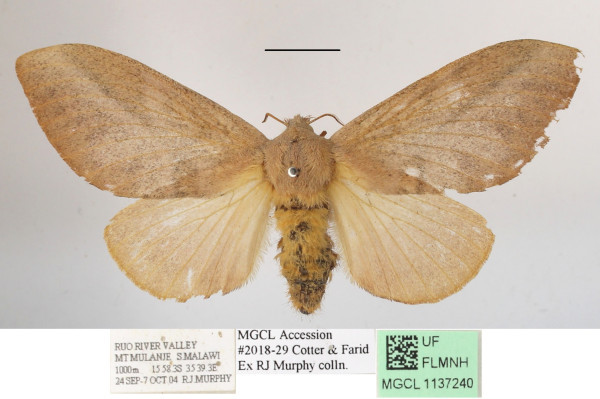 /filer/webapps/moths/media/images/M/meloui_Pallastica_AF_MGCLa_01.JPG