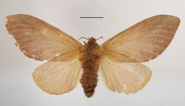 /filer/webapps/moths/media/images/M/meloui_Pallastica_AF_MGCLb_01.JPG