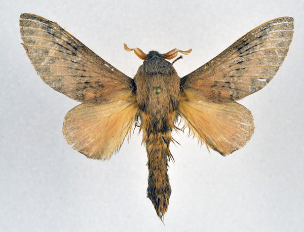 /filer/webapps/moths/media/images/M/meloui_Pallastica_AM_NHMO_01.jpg