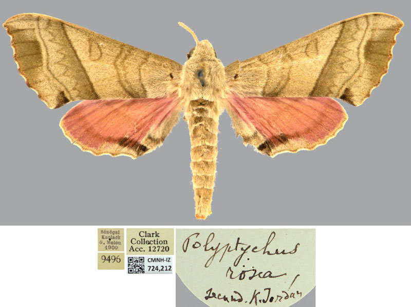 /filer/webapps/moths/media/images/M/meloui_Polyptychus_HT_CMNHa.jpg
