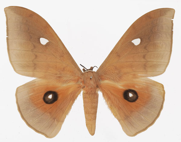 /filer/webapps/moths/media/images/M/meloui_Pseudobunaea_AF_Basquin_02.jpg