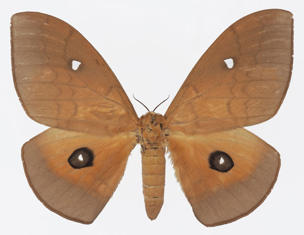/filer/webapps/moths/media/images/M/meloui_Pseudobunaea_AF_Basquina.jpg