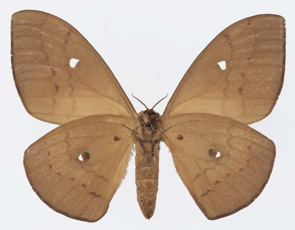 /filer/webapps/moths/media/images/M/meloui_Pseudobunaea_AF_Basquinb.jpg