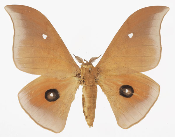 /filer/webapps/moths/media/images/M/meloui_Pseudobunaea_AM_Basquin_02a.jpg