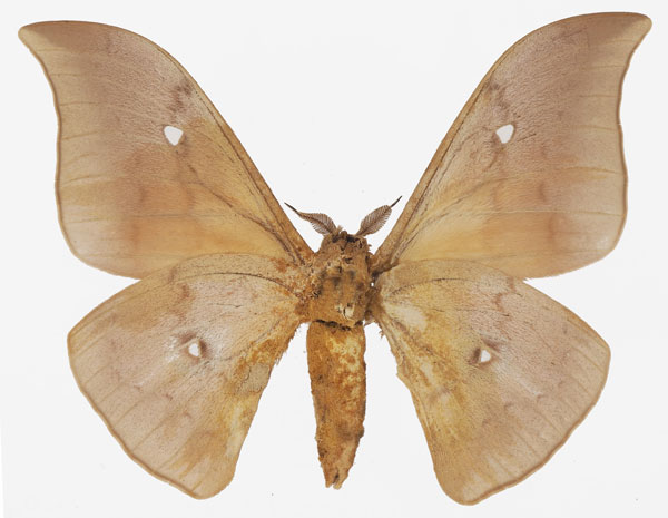 /filer/webapps/moths/media/images/M/meloui_Pseudobunaea_AM_Basquin_02b.jpg
