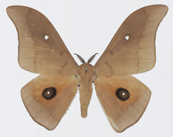 /filer/webapps/moths/media/images/M/meloui_Pseudobunaea_AM_Basquina.jpg