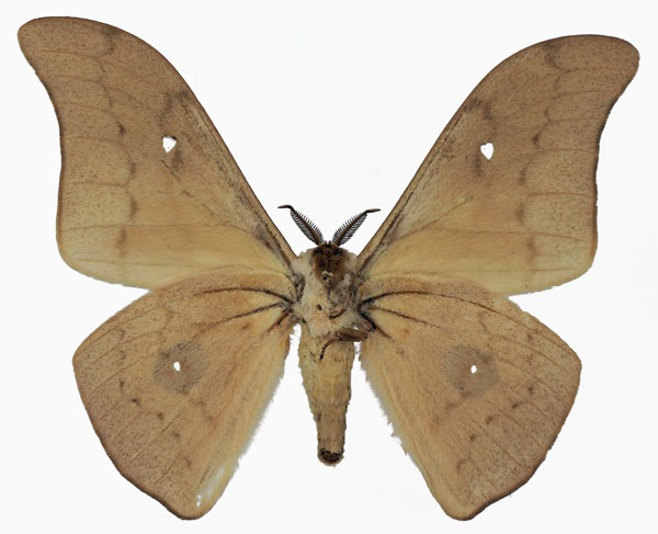 /filer/webapps/moths/media/images/M/meloui_Pseudobunaea_AM_Basquinb.jpg