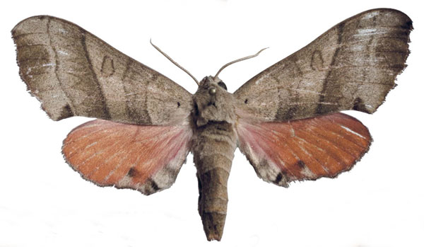 /filer/webapps/moths/media/images/M/meloui_Rufoclanis_AF_EMEMa.jpg
