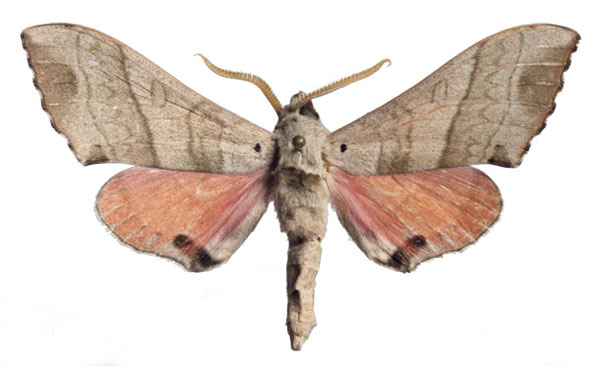 /filer/webapps/moths/media/images/M/meloui_Rufoclanis_AM_EMEMa.jpg