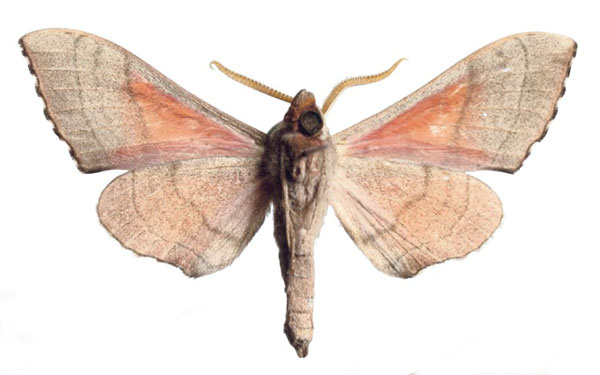 /filer/webapps/moths/media/images/M/meloui_Rufoclanis_AM_EMEMb.jpg