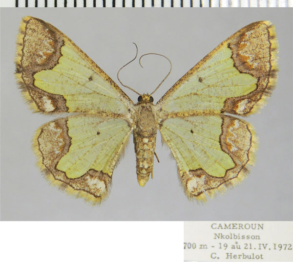 /filer/webapps/moths/media/images/M/melpomene_Zamarada_AF_ZSM.jpg