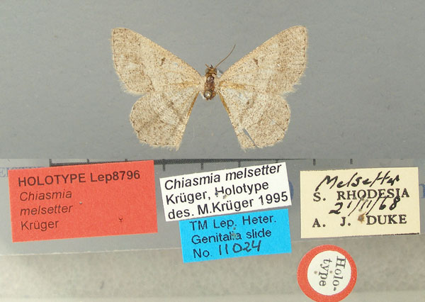 /filer/webapps/moths/media/images/M/melsetter_Chiasmia_HT_TMSA.jpg