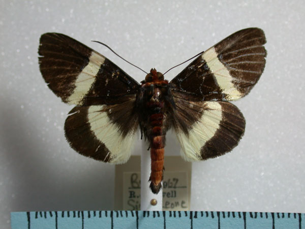 /filer/webapps/moths/media/images/M/memnonia_Misa_A_Revell.jpg