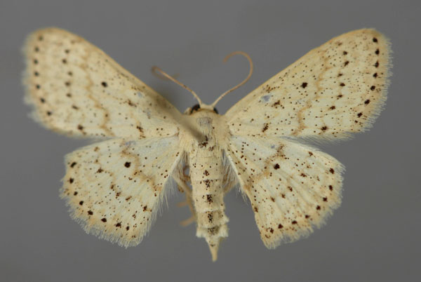 /filer/webapps/moths/media/images/M/menaiensis_Scopula_A_ZSM_01.jpg