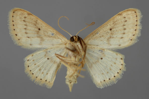 /filer/webapps/moths/media/images/M/menaiensis_Scopula_A_ZSM_02.jpg