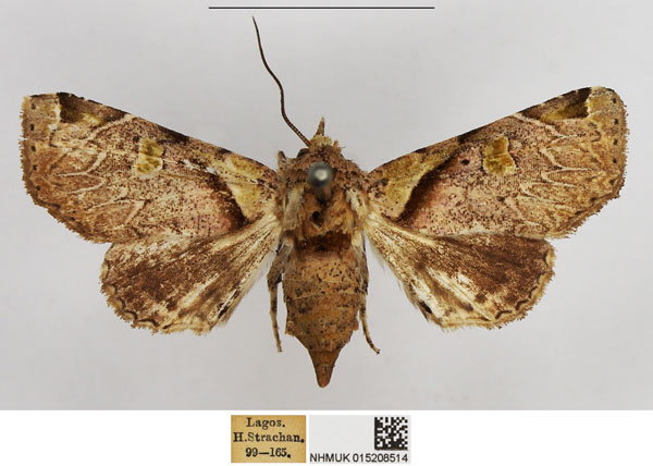/filer/webapps/moths/media/images/M/menalcas_Eutelia_AF_NHMUK.jpg