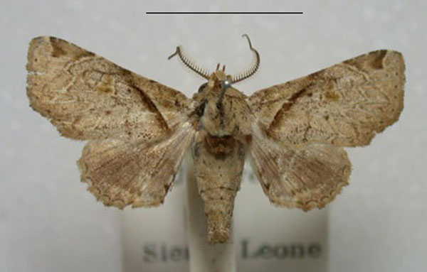 /filer/webapps/moths/media/images/M/menalcas_Eutelia_A_Revell_s1mhTZy.jpg