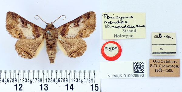 /filer/webapps/moths/media/images/M/mendaciana_Pericyma_HT_BMNH.jpg