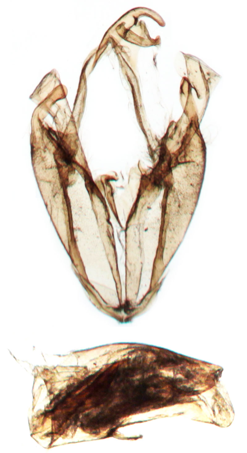 /filer/webapps/moths/media/images/M/mendax_Alamis_GMHT_BMNH_7274.jpg