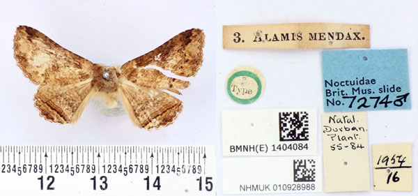 /filer/webapps/moths/media/images/M/mendax_Alamis_HT_BMNH.jpg